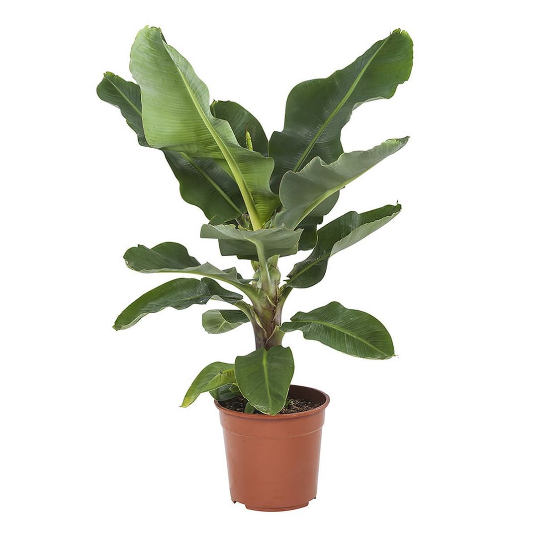 Musa plant