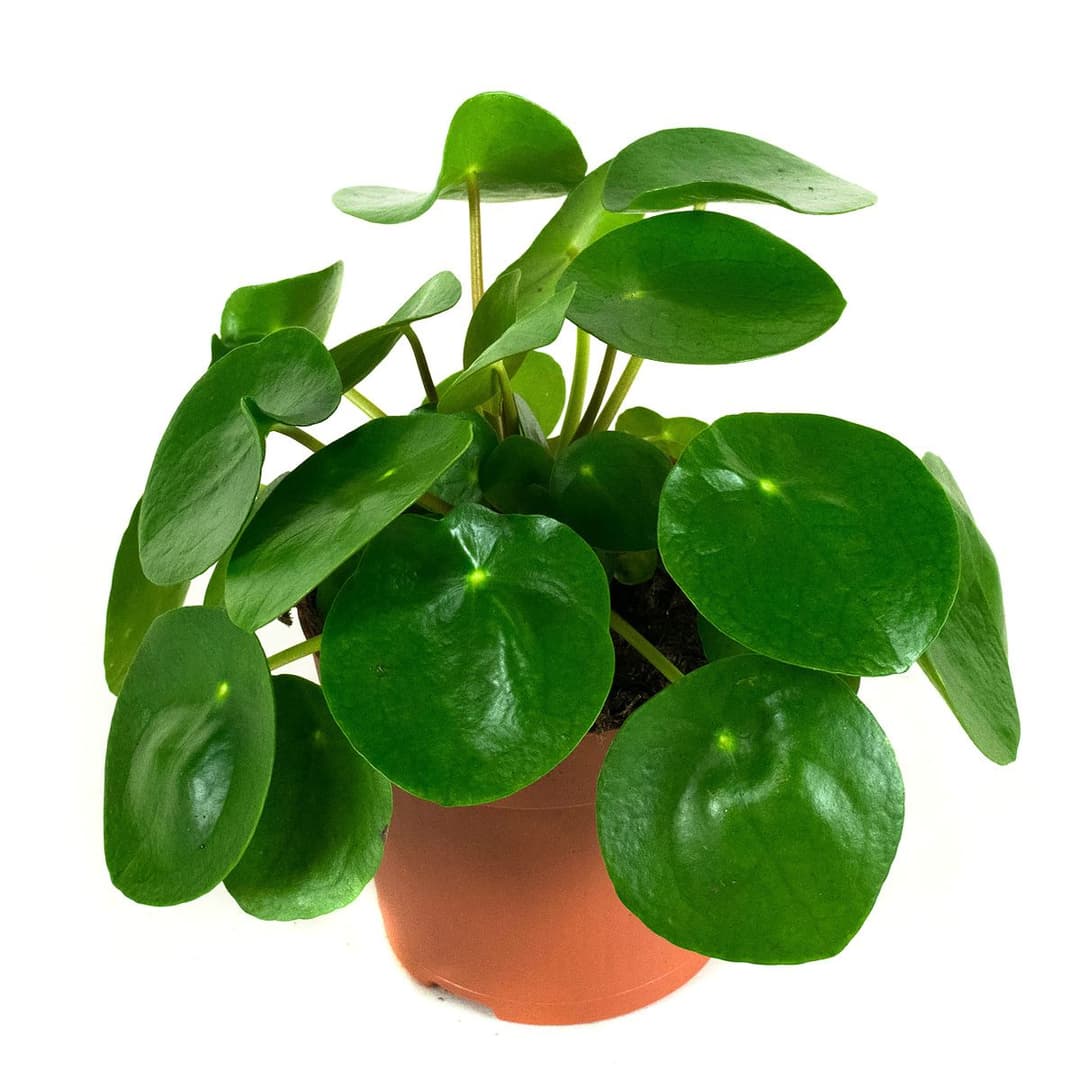 Peperomioides - Pannenkoekenplant
