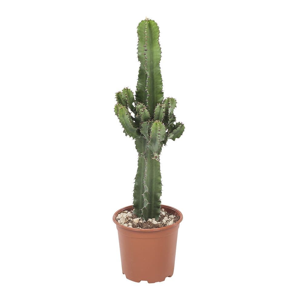 Euphorbia cactus