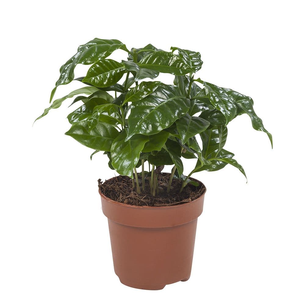 Coffea Arabica Koffieplant