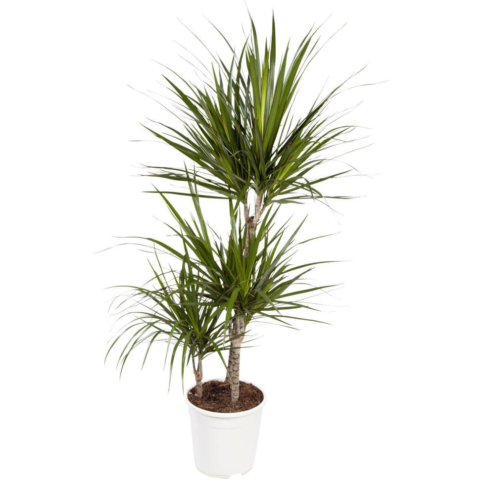 Dracaena Marginata plant