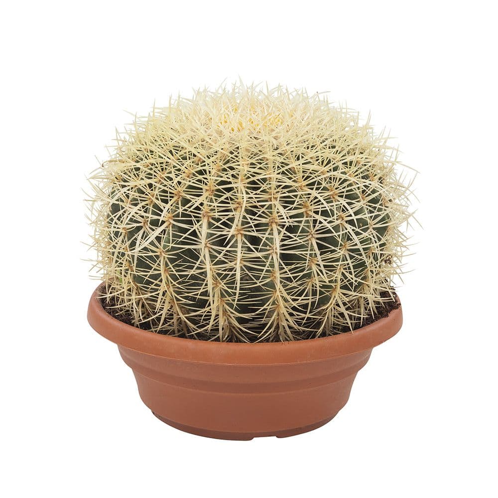 Echinocactus (40 cm)