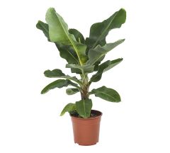Musa plant