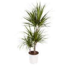 Dracaena Marginata plant