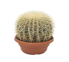 Echinocactus (40 cm)